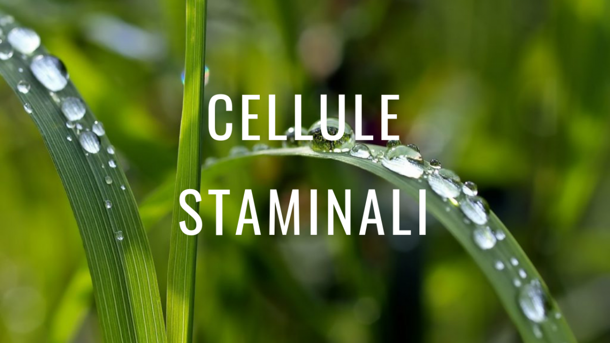 Cellule staminali vegetali… una tazza di caffè per risvegliare la pelle!